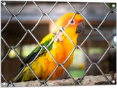 Tuinposter – Felgekleurde Zonparkiet Vogel achter Geruit Hek - 80x60 cm Foto op Tuinposter (wanddecoratie voor buiten en binnen)