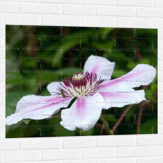 Muursticker - Clematis Flordie Bloemen in het Wit met Paarse Details - 100x75 cm Foto op Muursticker