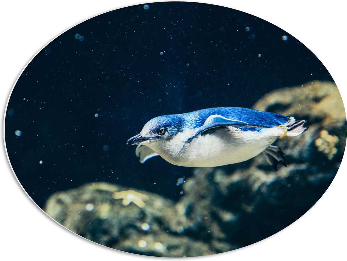 PVC Schuimplaat Ovaal - Zwemmende Blauwe Pingïun door Aquarium - 80x60 cm Foto op Ovaal (Met Ophangsysteem)