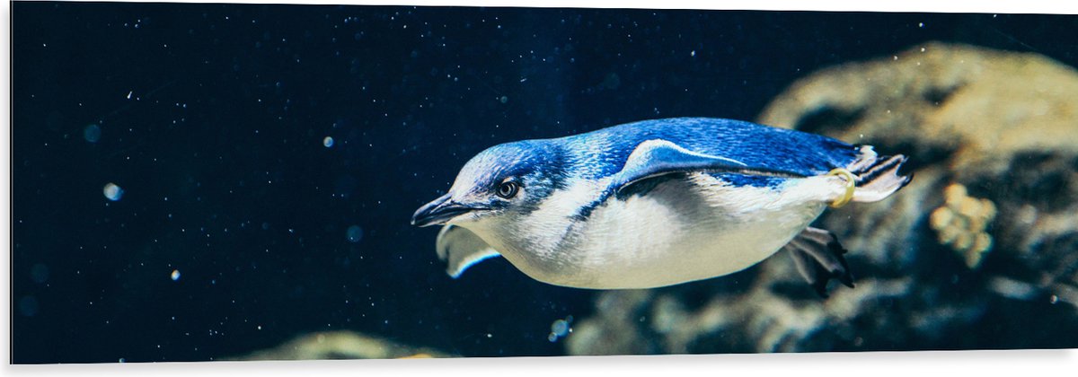 Dibond - Zwemmende Blauwe Pingïun door Aquarium - 120x40 cm Foto op Aluminium (Wanddecoratie van metaal)