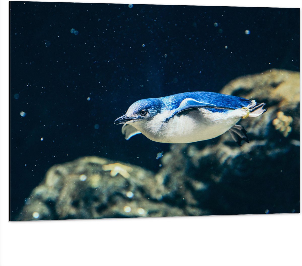 Dibond - Zwemmende Blauwe Pingïun door Aquarium - 100x75 cm Foto op Aluminium (Wanddecoratie van metaal)