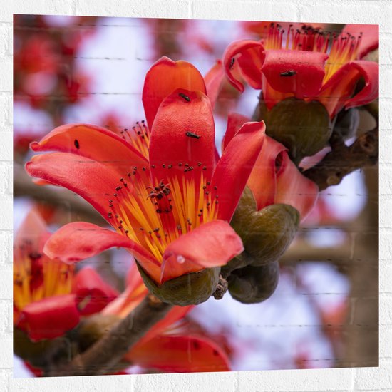 Muursticker - Rode Bloeiende Bloemen aan Indische kapokboom - 80x80 cm Foto op Muursticker