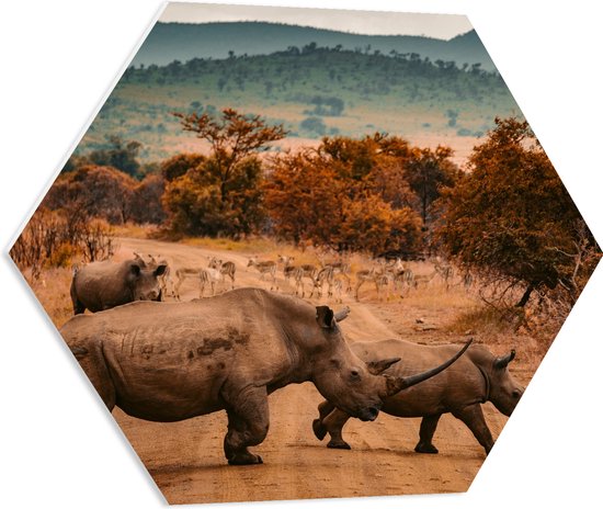 PVC Schuimplaat Hexagon - Overstekende Groep Neushorens met Antilopes in Afrika - 60x52.2 cm Foto op Hexagon (Met Ophangsysteem)