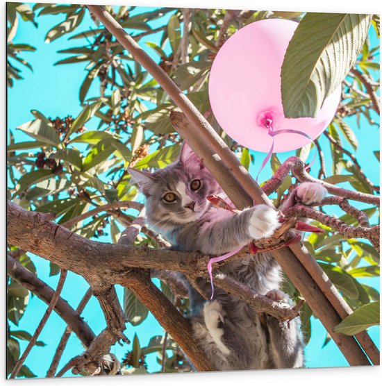 Dibond - Grijs met Witte Kat Spelend met Roze Ballon in Hoge Boom - 100x100 cm Foto op Aluminium (Met Ophangsysteem)