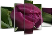 Peinture sur verre tulipe | Violet, vert, blanc | 170x100cm 5 Liège | Tirage photo sur verre |  F000993