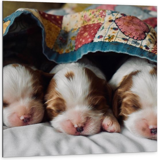 Dibond - Drie Slapende Puppy's met Bruine Contouren onder Deken - 100x100 cm Foto op Aluminium (Met Ophangsysteem)