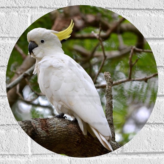 Muursticker Cirkel Kaketoe Vogel Met Gele Kuif Op Dikke Boomstam muursticker-cirkel-kaketoe-vogel-met-gele-kuif-op-dikke-boomstam
