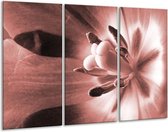 Glasschilderij Bloem - Bruin, Rood - 120x80cm 3Luik - Foto Op Glas - Geen Acrylglas Schilderij - GroepArt 6000+ Glas Art Collectie - Maatwerk Mogelijk