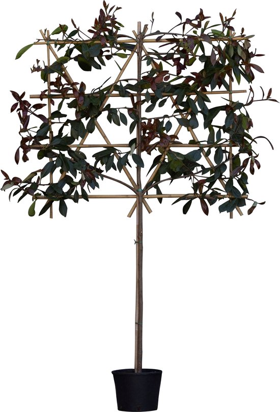 Foto: Glansmispel leiboom 100 cm photinia fraseri red robin 215 cm