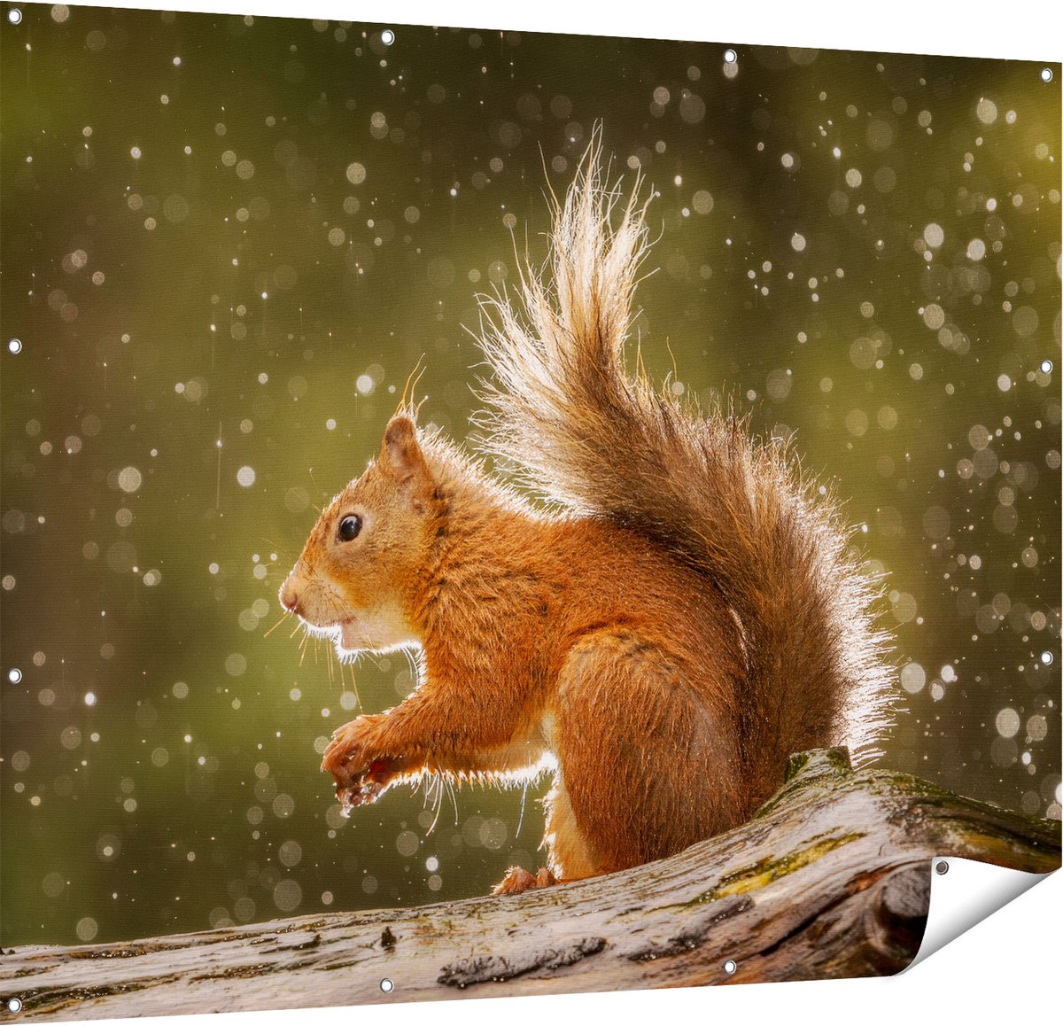 Gards Tuinposter Eekhoorn in de Regen - 150x120 cm - Tuindoek - Tuindecoratie - Wanddecoratie buiten - Tuinschilderij Multikleur