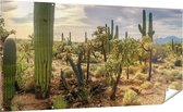 Gards Tuinposter Cactus Planten in het Wild - 200x100 cm - Tuindoek - Tuindecoratie - Wanddecoratie buiten - Tuinschilderij