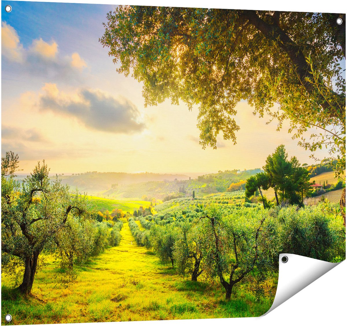 Gards Tuinposter Olijvenbomen - Olijvengaard - 100x80 cm - Tuindoek - Tuindecoratie - Wanddecoratie buiten - Tuinschilderij Multikleur