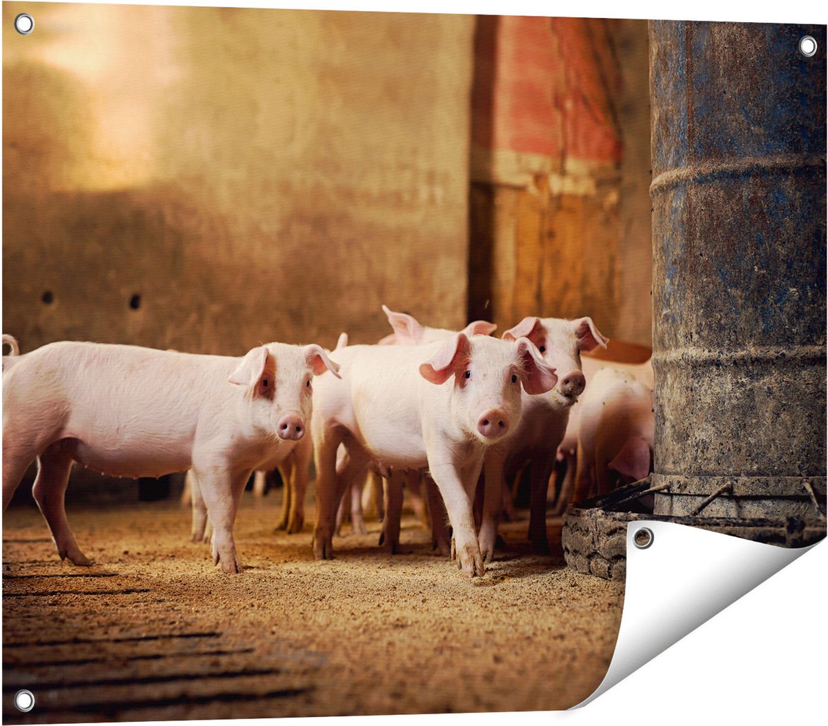 Gards Tuinposter Varkens op een Boerderij Stal - 80x60 cm - Tuindoek - Tuindecoratie - Wanddecoratie buiten - Tuinschilderij Multikleur