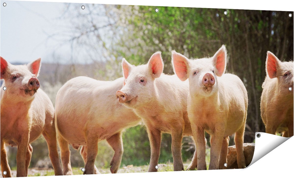 Gards Tuinposter Groep Jonge Varkens - 160x80 cm - Tuindoek - Tuindecoratie - Wanddecoratie buiten - Tuinschilderij Multikleur