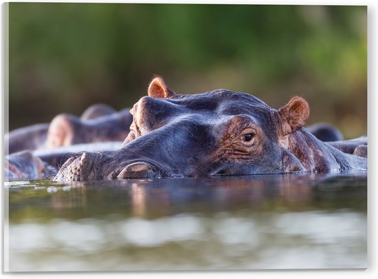 Acrylglas - Nijlpaarden Zwemmend aan het Wateroppervlak - 40x30 cm Foto op Acrylglas (Met Ophangsysteem)