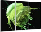 Glasschilderij Roos - Groen, Zwart, - 120x80cm 3Luik - Foto Op Glas - Geen Acrylglas Schilderij - GroepArt 6000+ Glas Art Collectie - Maatwerk Mogelijk