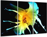 Glasschilderij Bloem - Zwart, Geel, Blauw - 120x80cm 3Luik - Foto Op Glas - Geen Acrylglas Schilderij - GroepArt 6000+ Glas Art Collectie - Maatwerk Mogelijk