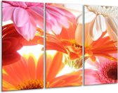 Glasschilderij Bloem - Oranje, Wit, Geel - 120x80cm 3Luik - Foto Op Glas - Geen Acrylglas Schilderij - GroepArt 6000+ Glas Art Collectie - Maatwerk Mogelijk