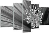 Glasschilderij Bloem - Zwart, Grijs, Wit - 170x100cm 5Luik - Foto Op Glas - Geen Acrylglas Schilderij - 6000+ Glasschilderijen Collectie - Wanddecoratie