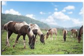 Dibond - Kudde Bruin met Witte Paarden Grazend in het Gras - 60x40 cm Foto op Aluminium (Met Ophangsysteem)