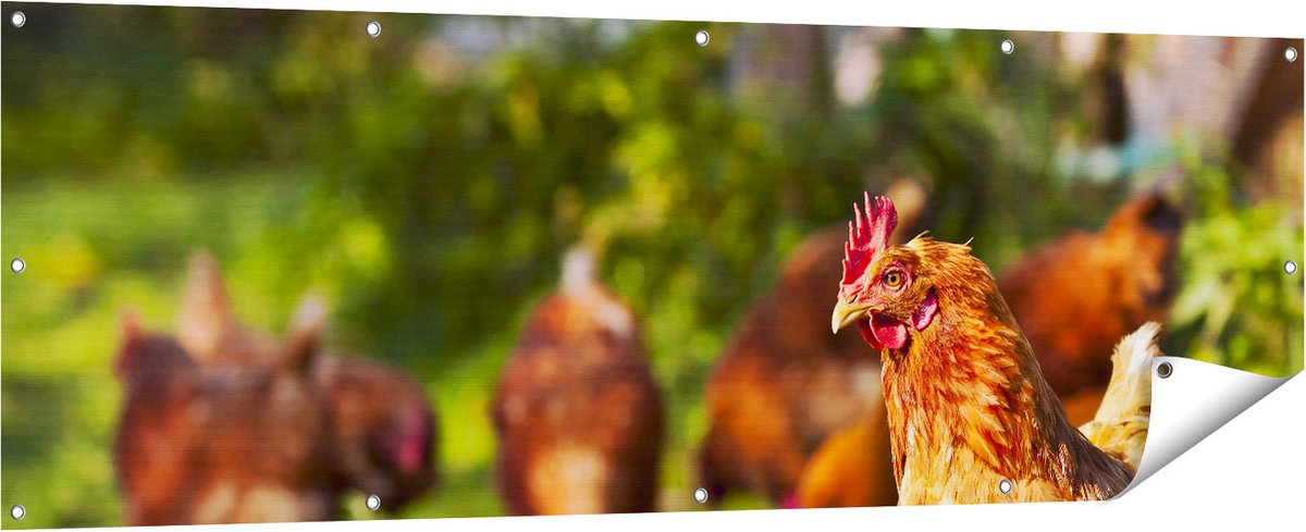 Gards Tuinposter Kippen in het Gras - 180x60 cm - Tuindoek - Tuindecoratie - Wanddecoratie buiten - Tuinschilderij Multikleur