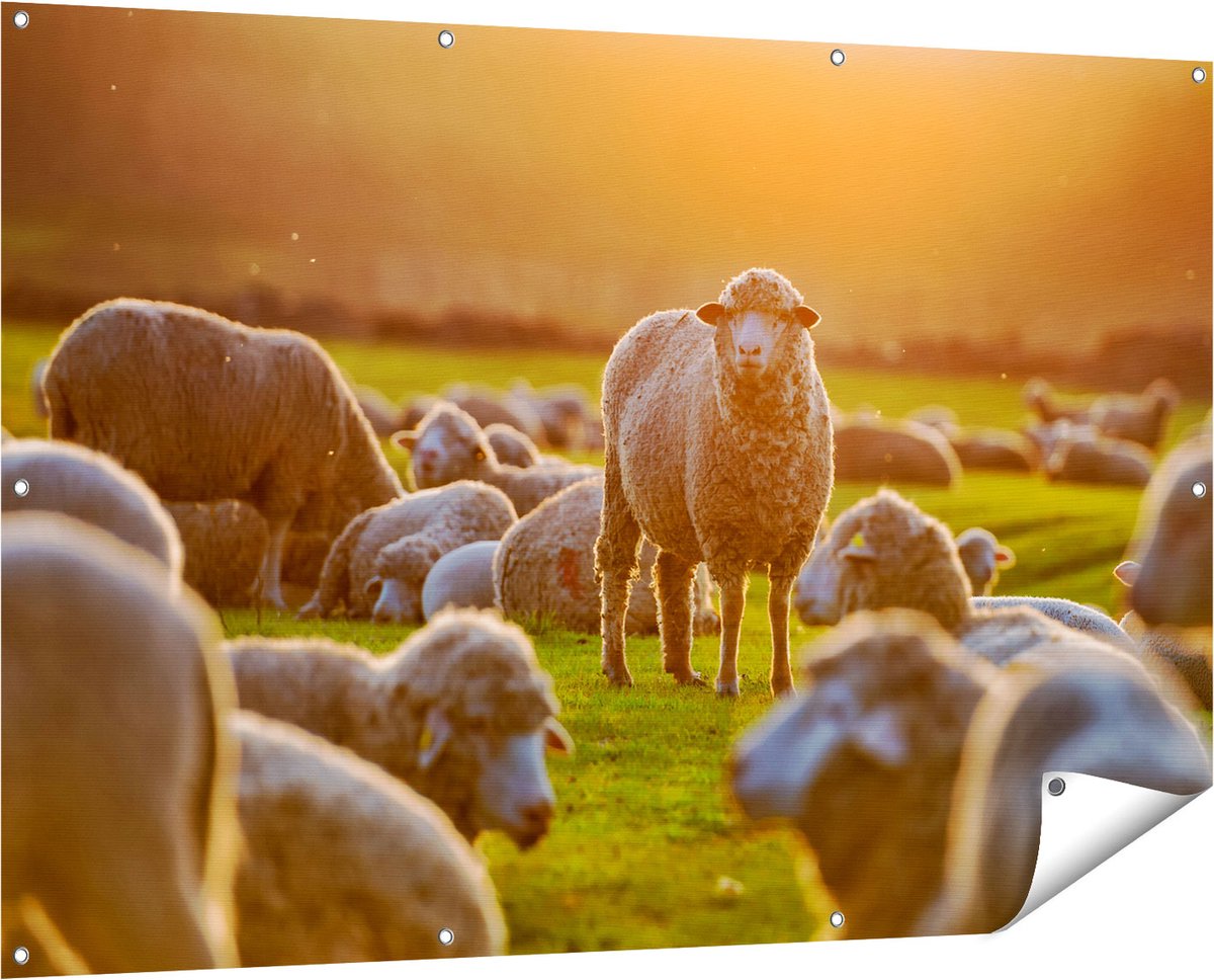 Gards Tuinposter Kudde Schapen bij Zonsondergang - 150x100 cm - Tuindoek - Tuindecoratie - Wanddecoratie buiten - Tuinschilderij Multikleur