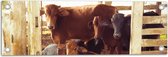 Tuinposter – Groepje Koeien in Verblijf op de Boerderij - 60x20 cm Foto op Tuinposter (wanddecoratie voor buiten en binnen)