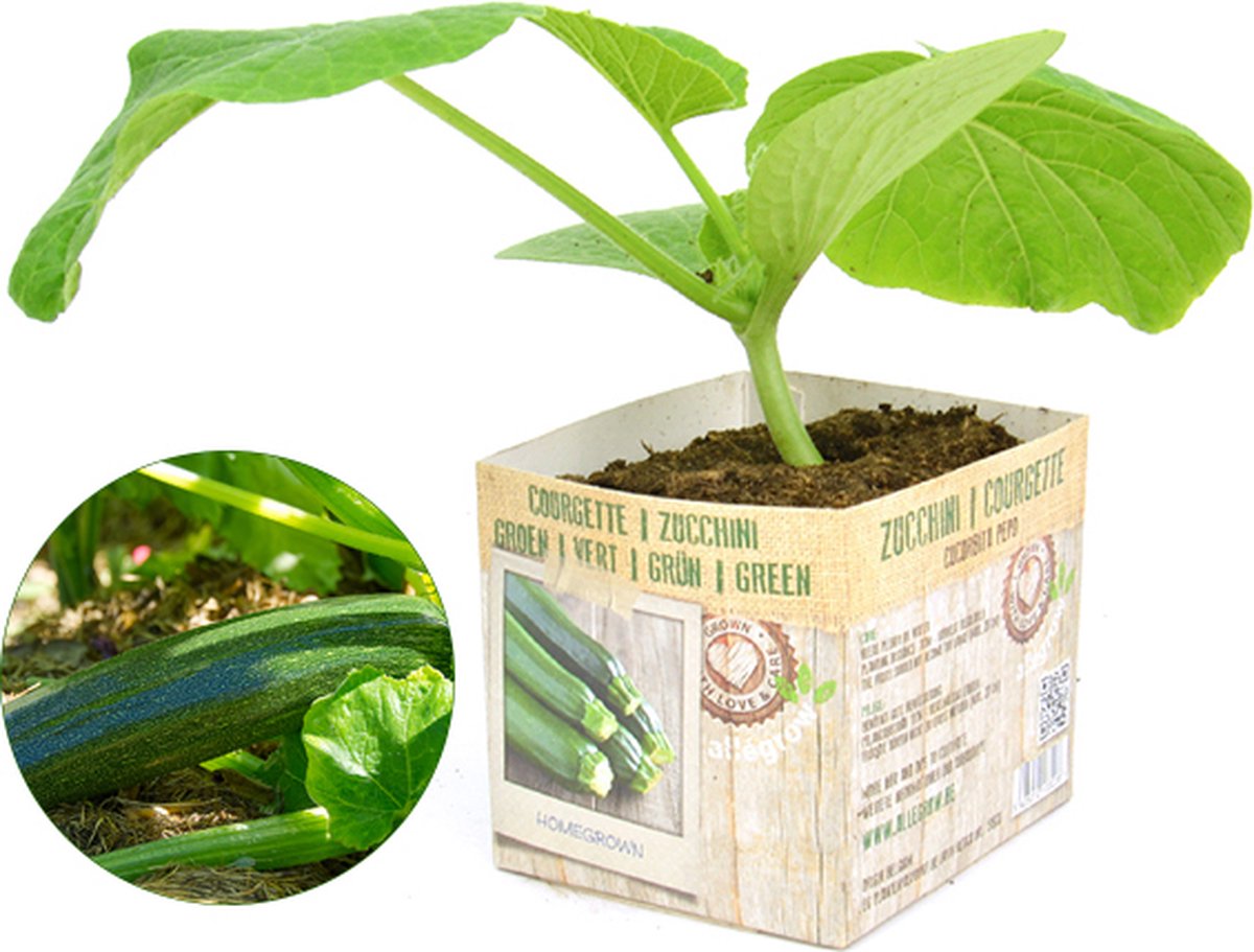 Courgette planten groen 3 planten zelf kweken in je (moes)tuin