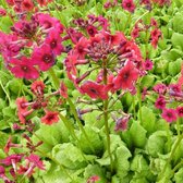 6x Sleutelbloem - Primula japonica ‘Miller’s Crimson’ - Pot 9x9cm