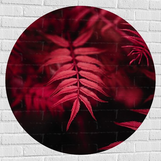 WallClassics - Muursticker Cirkel - Rood Licht vallend op Smalle Bladeren - 100x100 cm Foto op Muursticker