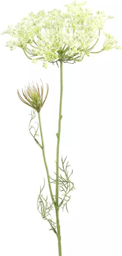 Heracleum Sphondylium Wit - 70 cm