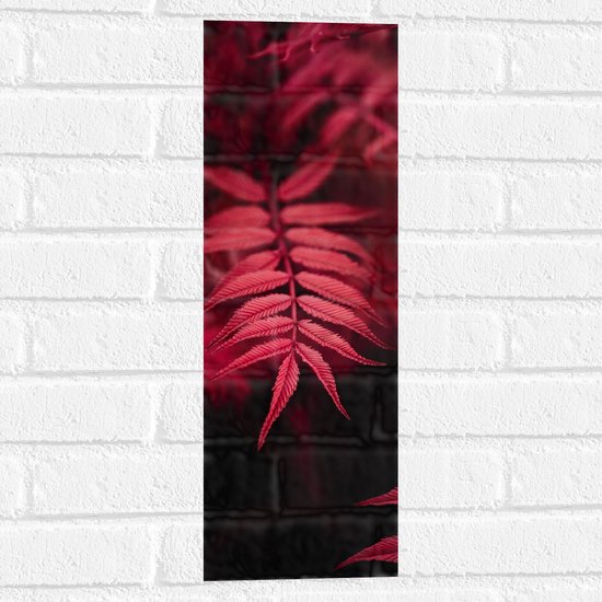 WallClassics - Muursticker - Rood Licht vallend op Smalle Bladeren - 20x60 cm Foto op Muursticker