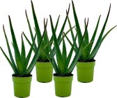 Aloë Vera - 4 stuks - Ø 12 cm - Hoogte: 40cm - Plant - Kamerplant - Vetplant - Succulent - Aloë - luchtzuiverend - makkelijk te onderhouden