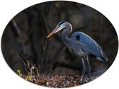 Dibond Ovaal - Reiger tussen de Kale Takken en Herfstbladeren in het Bos - 80x60 cm Foto op Ovaal (Met Ophangsysteem)