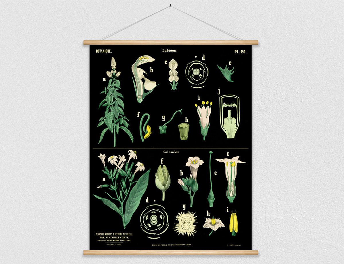 wallchart unlimited Heruitgave van vintage antieke Franse schoolplaat - Munt en aardappel zwart, groen, geel, rood