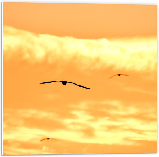 PVC Schuimplaat- Silhouet van Vogels Vliegend in Oranje Lucht - 50x50 cm Foto op PVC Schuimplaat