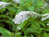 3 stuks | Lysimachia clethroides P9 cm