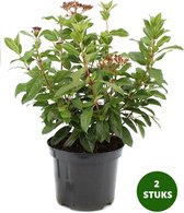 Viburnum tinus / Sneeuwbal - groenblijvende vaste plant - 2L pot - hoogte ca. 20-30 cm - 2 stuks
