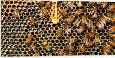 Dibond - Kolonie van Bijen in Honinggraat - 100x50 cm Foto op Aluminium (Wanddecoratie van metaal)