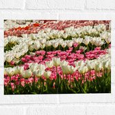 Muursticker - Bloeiend Bloemenveld van Verschillende Kleuren Bloemen in de Lente - 40x30 cm Foto op Muursticker