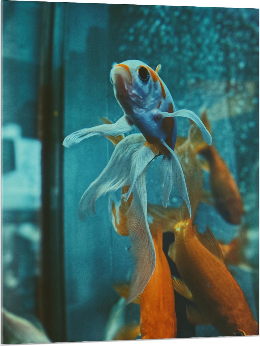 Acrylglas - Blauw met Oranje Vis met Dansende Vinnen in het Aquarium - 75x100 cm Foto op Acrylglas (Met Ophangsysteem)