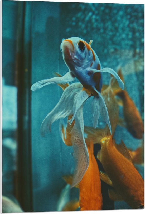Acrylglas - Blauw met Oranje Vis met Dansende Vinnen in het Aquarium - 60x90 cm Foto op Acrylglas (Wanddecoratie op Acrylaat)