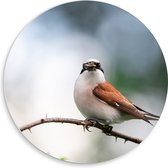 PVC Schuimplaat Muurcirkel - Aankijkende Grauwe Klauwier Vogel op Tak - 50x50 cm Foto op Muurcirkel (met ophangsysteem)