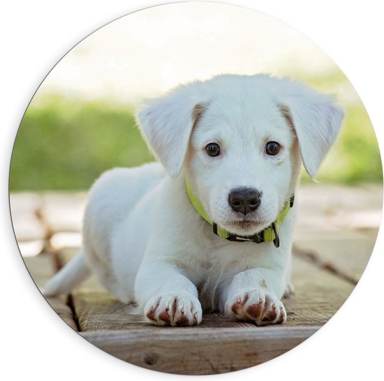 Dibond Muurcirkel - Lichtgekleurde Labrador Puppy op Stenen Pad - 90x90 cm Foto op Aluminium Muurcirkel (met ophangsysteem)