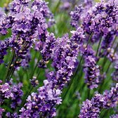 6x Lavande - Lavandula ‘Munstead' - Pot 9x9cm