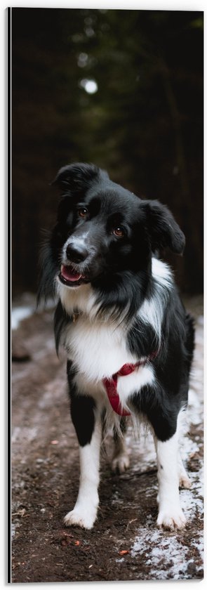 Dibond - Bordercollie Hond op Bospad tijdens de Sneeuw - 20x60 cm Foto op Aluminium (Met Ophangsysteem)