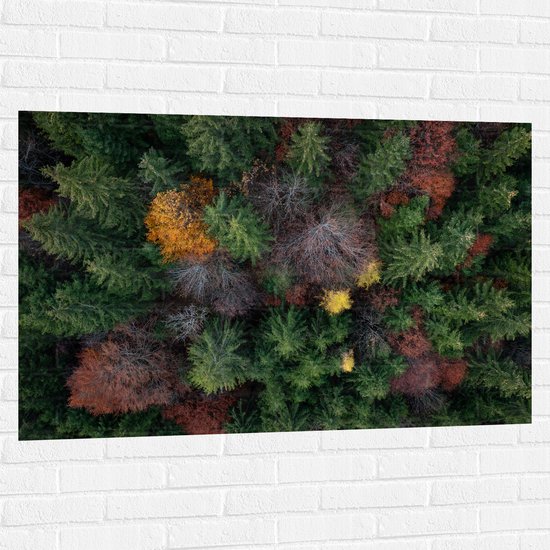 Muursticker - Bovenaanzicht van Coniferen Bomen in Verschillende Kleuren - 120x80 cm Foto op Muursticker