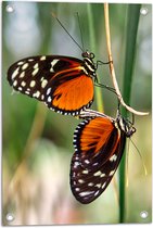 Tuinposter – Duo Heliconius Ismenius Vlinders op Groene Smalle Takken - 40x60 cm Foto op Tuinposter (wanddecoratie voor buiten en binnen)