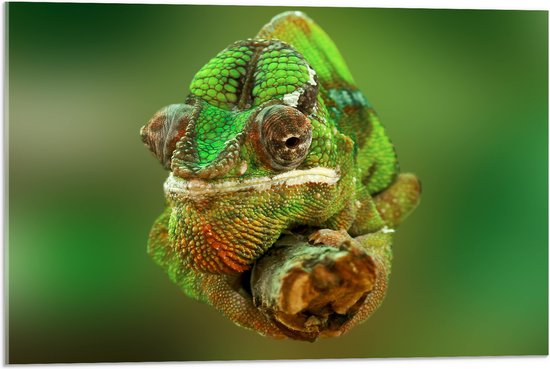 Acrylglas - Groene Kameleon Gekruld om Smalle Houten Tak - 75x50 cm Foto op Acrylglas (Met Ophangsysteem)