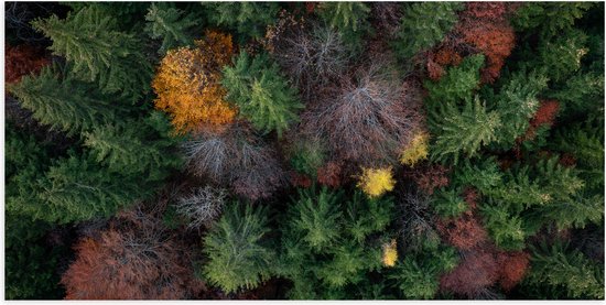 Poster Glanzend – Bovenaanzicht van Coniferen Bomen in Verschillende Kleuren - 100x50 cm Foto op Posterpapier met Glanzende Afwerking